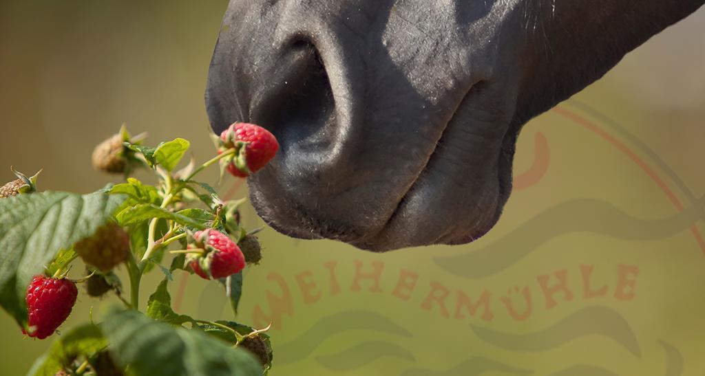 Saarlandtraum Weihermuehle Schmelz Esterno foto